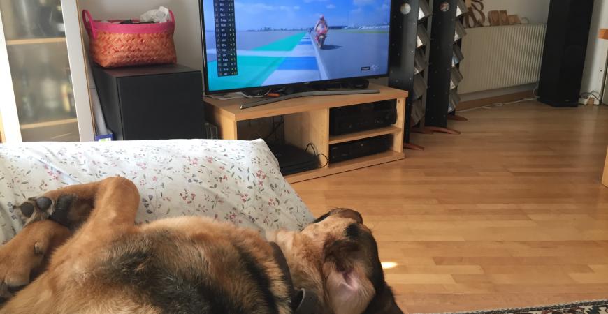 Hund schaut MotoGP